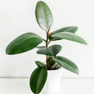 CEWOR Artificial Plants