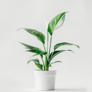 6FT Artificial Dracaena